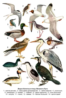 File:Водно-болотные птицы Великого Луга.jpg - Wikimedia Commons