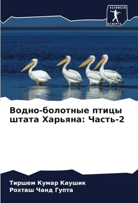 сортированные болотные птицы во Флориде Стоковое Фото - изображение  насчитывающей клюв, группа: 165349560