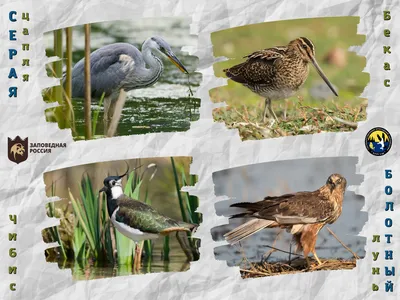 Все болотные птицы - картинки и фото poknok.art