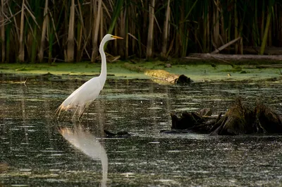 Глянцевый Ибис Plegadis Falcinellus Является Болотные Птицы В Семье Ибисов  Threskiornithidae Берег Птица С Длинным Клювом В Воде Красный Фон Во Время  Африк — стоковые фотографии и другие картинки Threskiornithidae - iStock