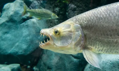 Тигровая рыба Голиаф (лат. Hydrocynus goliath)