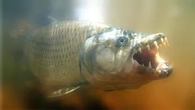 Речной монстр - тигровая рыба голиаф. | ВКонтакте