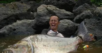 Большая тигровая рыба, или гигантский гидроцин — Giant Tigerfish (лат.  Hydrocynus goliath), S.E.A. Aquarium, Сингапур ⋆ Фотографии ⋆ Путешествия с  Fresh Trip