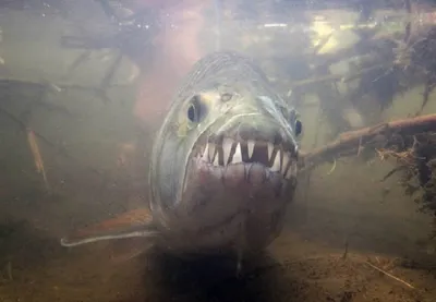 Goliath tiger fish: African crocodile-eating megapiranha - pikabu.monster