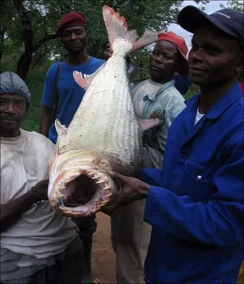 Большая тигровая рыба Голиаф: свирепый хищник реки Конго | Живая природа,  окружающая среда, экологические новости – Densegodnya.ru