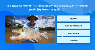 БОЛЬШАЯ ТИГРОВАЯ РЫБА ПРОТИВ МЕГАЛОДОНА | Feed and Grow Fish - YouTube