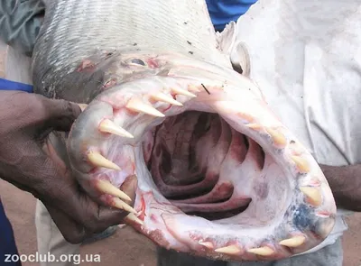 Рыба голиаф — тигр живущий в реке Конго — Сообщество «Это интересно  знать...» на DRIVE2