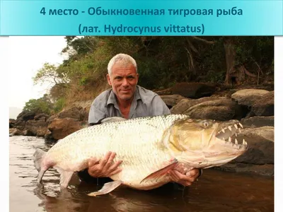 Самые опасные рыбы в мире – список, чем опасны, названия, где водятся, фото  и видео - «Мир Вокруг» - Научно-популярный журнал