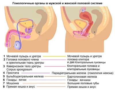 Толстый Реальный Дирдо Большие яички Сильный отсос Супер захватывающая  игрушка 2023 Популярные новинки Аппаратура мастурбации | AliExpress