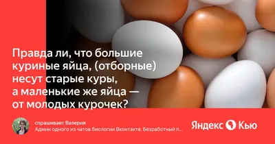 В нашем деле яйца очень важны! Поэтому мы нашли самые вкусные большие яйца  с оранжевым желтком на @dorogomilovomarket #💛 #eggskilla #eggsellent  #breakfast … | Яйца