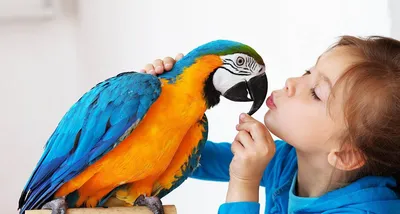 Особенности содержания больших попугаев