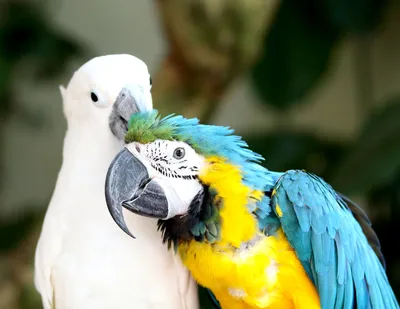 Попугай ары шарлаха, самые большие попугаи в мире Стоковое Изображение -  изображение насчитывающей яркое, любимчик: 145161099