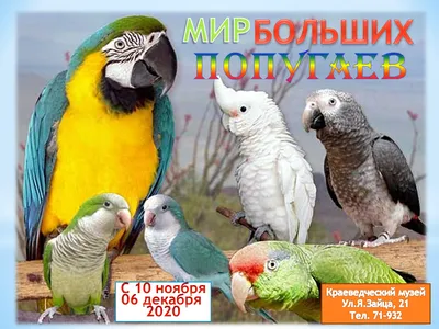 Бесплатное изображение: милый, большие, зеленые, попугай