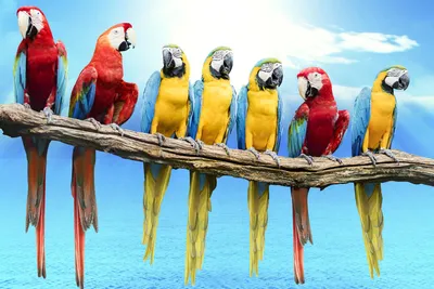 Самые большие попугаи - 70 фото