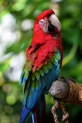 Самый большой попугай - 68 фото