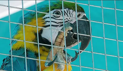 Крупные попугаи и основные заблуждения среди будущих владельцев | Портал  для любителей домашних животных \"Друг\"