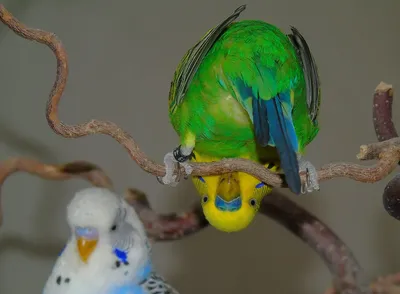 Самые большие попугаи – ZooPicture.ru