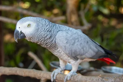 Самый большой парк попугаев в Беларуси открылся в Радошковичах