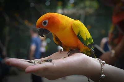Пена и перья, цветные оранжево-желтые попугаи, большие птицы 42 см, птица,  разноцветная. Украшение для дома и сада, Рождественский подарок b0527 |  AliExpress