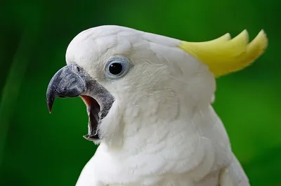 Интересные факты о попугаях — как долго они живут, как попугаи попали в  книгу рекордов и другие их особенности