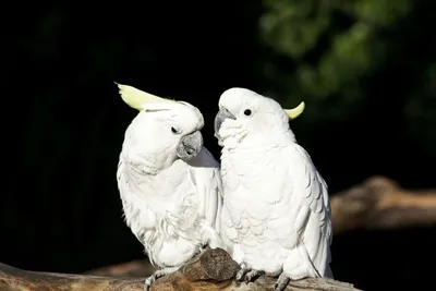 Виды домашних попугаев: крупные попугаи