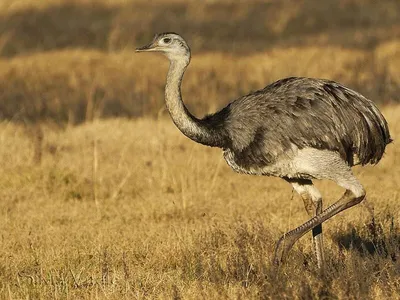 Видео: Самые большие хищные птицы на планете