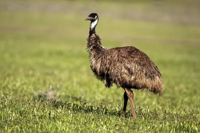 17 самых больших и тяжёлых птиц нашей планеты - Zefirka