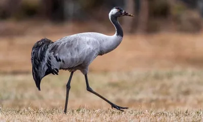 В Башкирию прилетели большие птицы, которые обычно зимуют в Африке -  Новости - Уфа - UTV