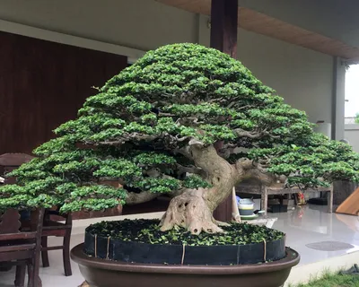 Bonsai in Bali - Bonsai Empire