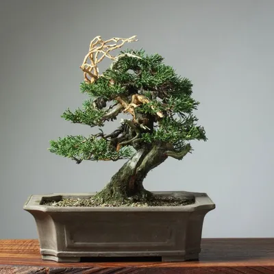 David Easterbrook Bonsai