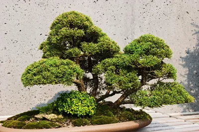 Ficus Microcarpa 'Green Gem' - One of a Kind Bonsai - Wigert's Bonsai