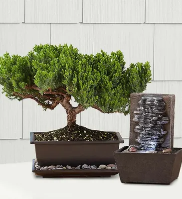 Live Moss Bonsai Tree – Moss Acres