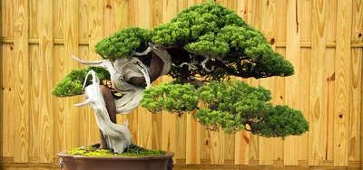 Bonsaify | Guide to Juniper Bonsai Tree Care