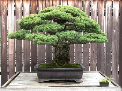 Bonsai tree stolen in Japan: Owners hope 400-year-old tree is watered