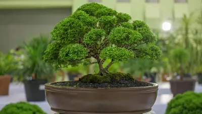 Ficus Microcarpa - One of a Kind Bonsai - Wigert's Bonsai