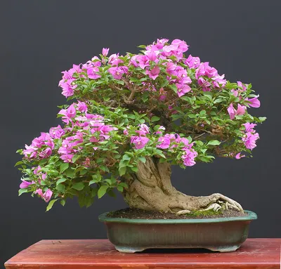 This Bonsai Survived Hiroshima But Its Story Was Nearly Lost