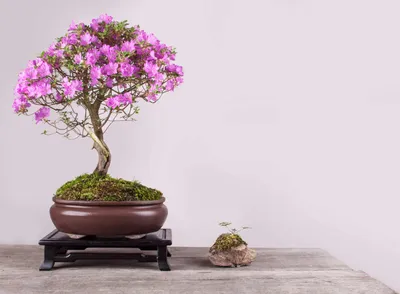 Bonsai trees helped me through depression and anxiety during the pandemic -  Vox