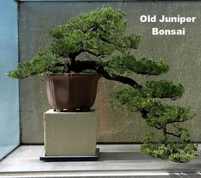 16 Common Bonsai Tree Species to Grow