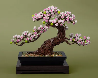 Juniper Bonsai | 1800Flowers.com - 1822