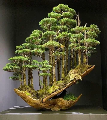 Tanuki Bonsai - Bonsai Tree (Pty) Ltd.