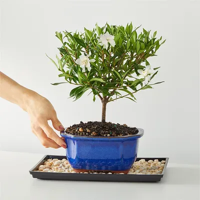 16 Common Bonsai Tree Species to Grow