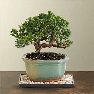 History of the Bonsai Tree – J-Life International