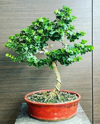 The Art of Growing Bonsai Trees