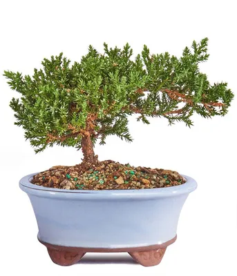 Japanese Collection — National Bonsai Foundation