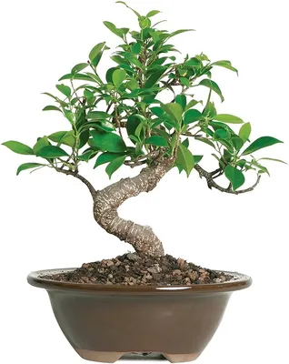 How to Take Care of Bonsai Trees - Homegrown Garden