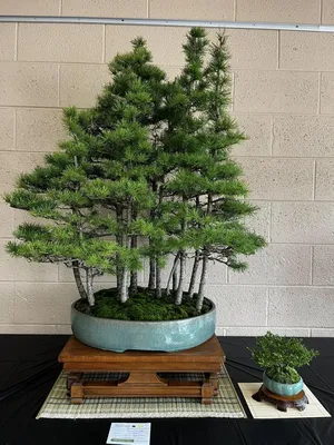 How to Grow and Care for a Bonsai Tree