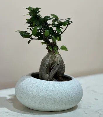 A Japanese Bonsai tree that looks like a forest ($16,000) : r/Miniworlds