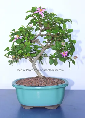 Gardenia Bonsai