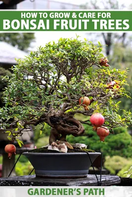 10 Types of Bonsai Trees for Beginners