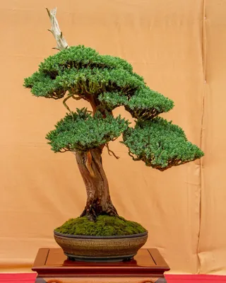 Ficus Green Island - One of a Kind Bonsai - Wigert's Bonsai